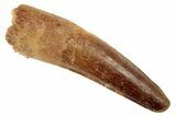 Spinosaurus Tooth - Real Dinosaur Tooth #192109-1